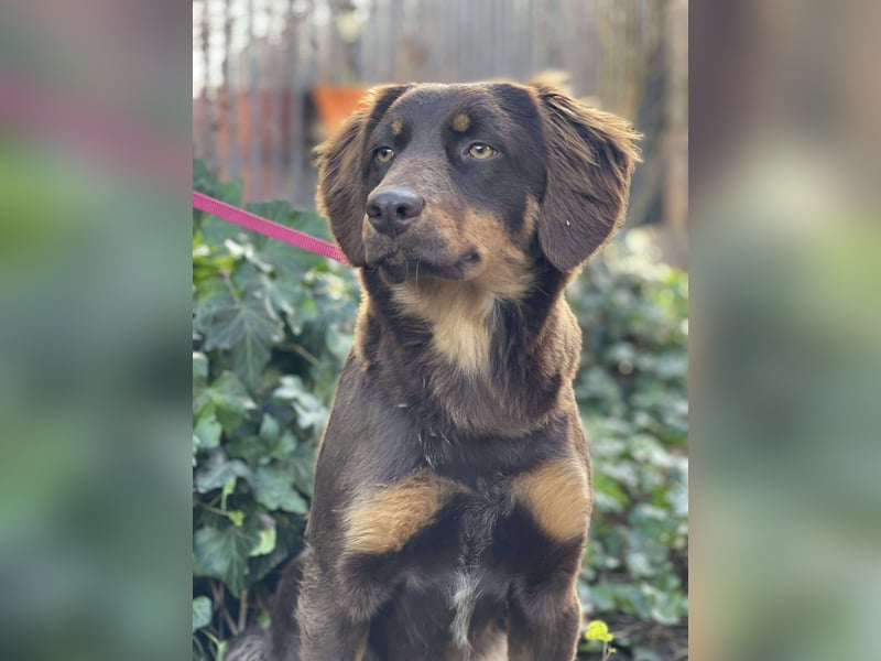 ROSIE - verspielte Schönheit *reserviert*