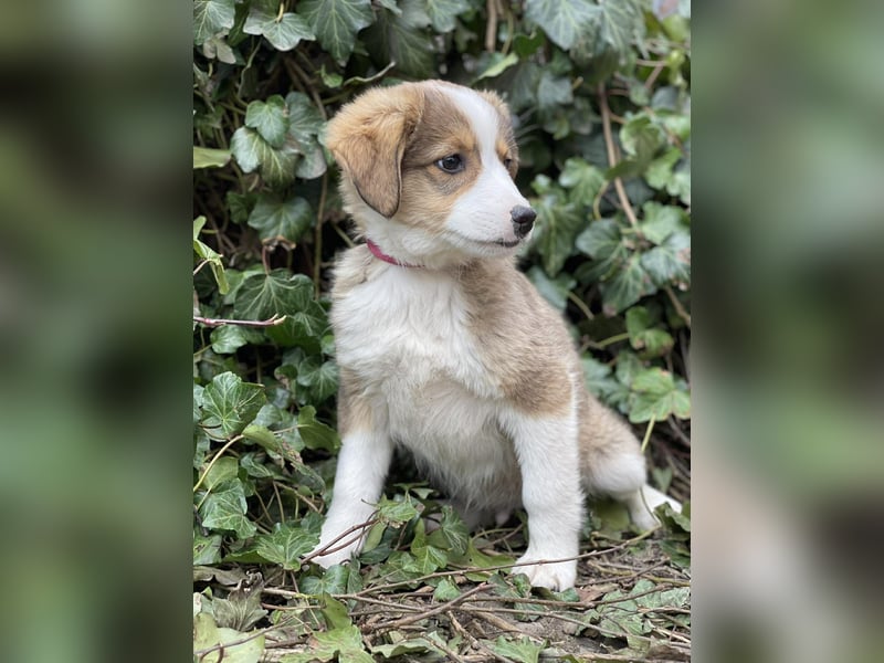 PEER - sanfte Seele sucht seine Menschen *reserviert*