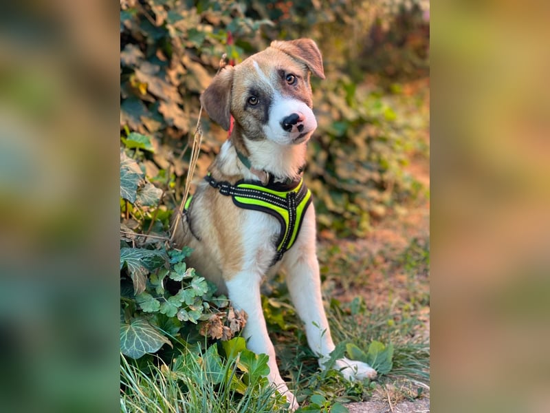 KOA - Traumzuhause gesucht