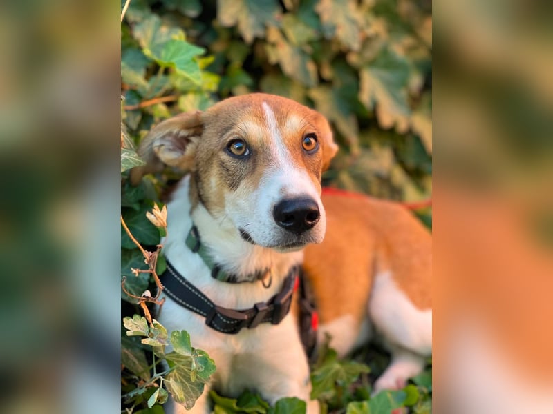 IVY - liebes Hundemädchen