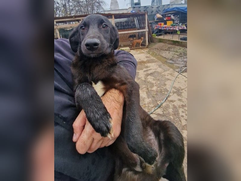 CHUCK - süßer Hundebub