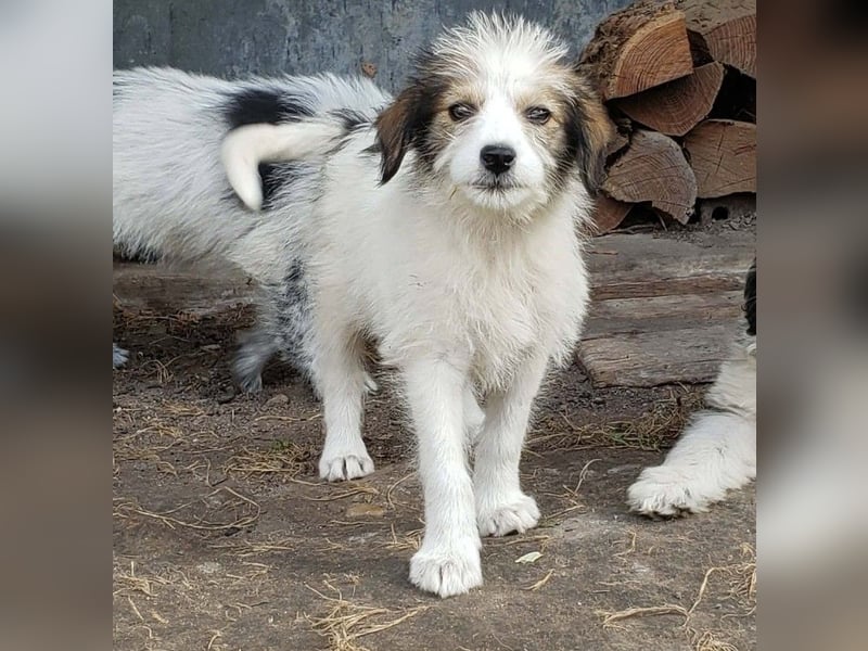 HEIDI - liebevolles Hundekind