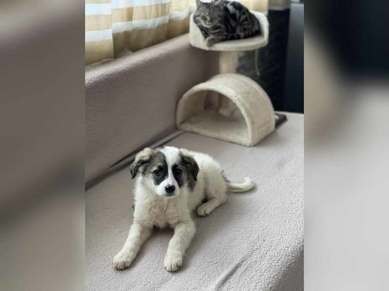 BELLA - sucht ihr Für-immer-Zuhause