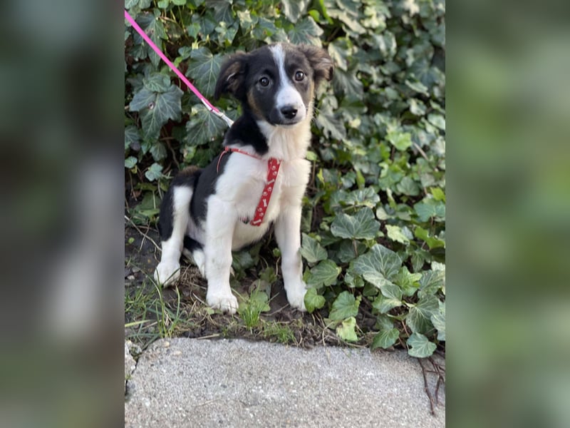 EFFIE - süßes Hundemädchen