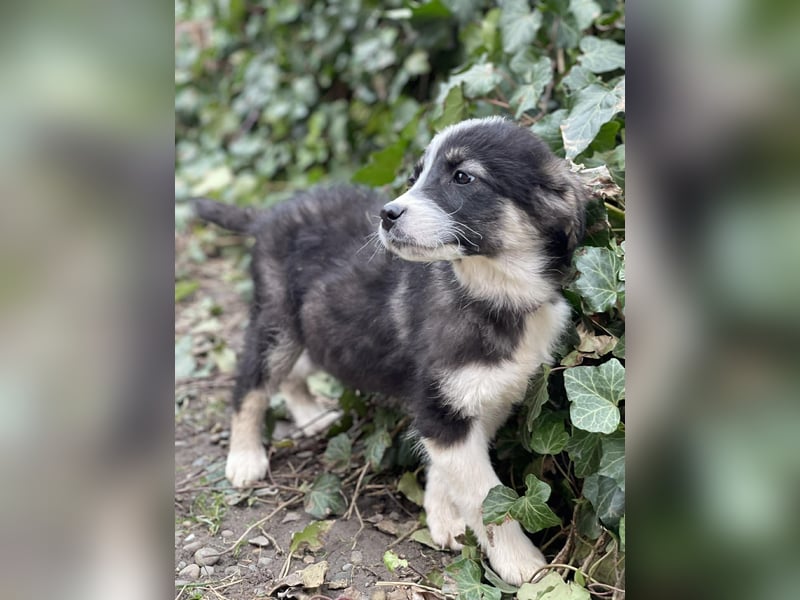 NALA - sanfte Seele sucht ihre Menschen *reserviert*