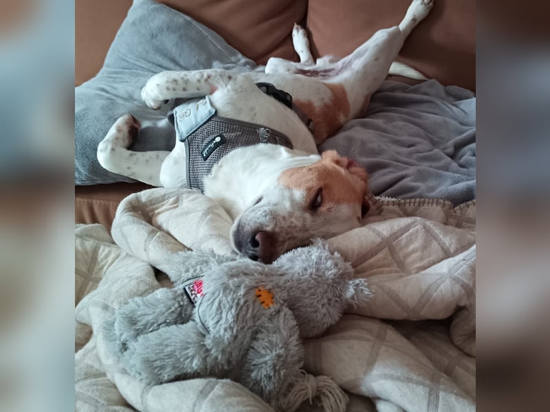 Pablo in 94107 Untergriesbach auf Pflegstelle