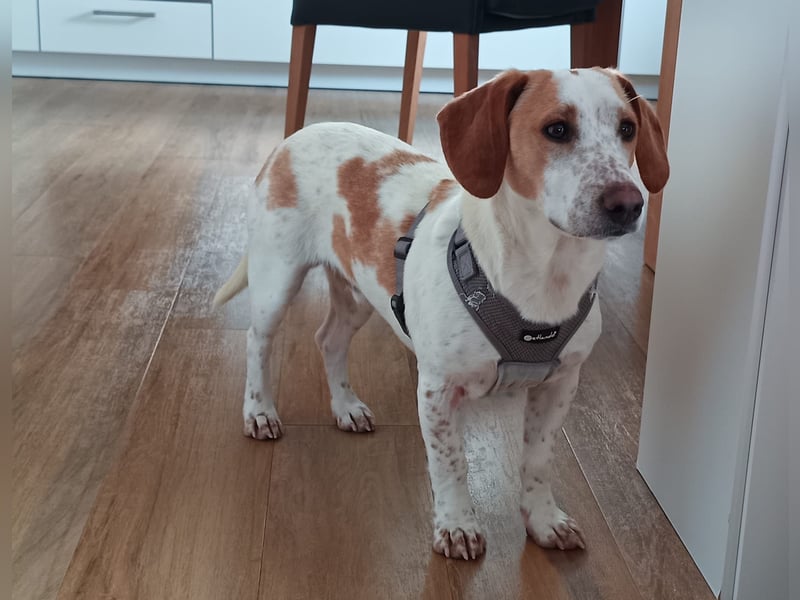 Pablo in 94107 Untergriesbach auf Pflegstelle