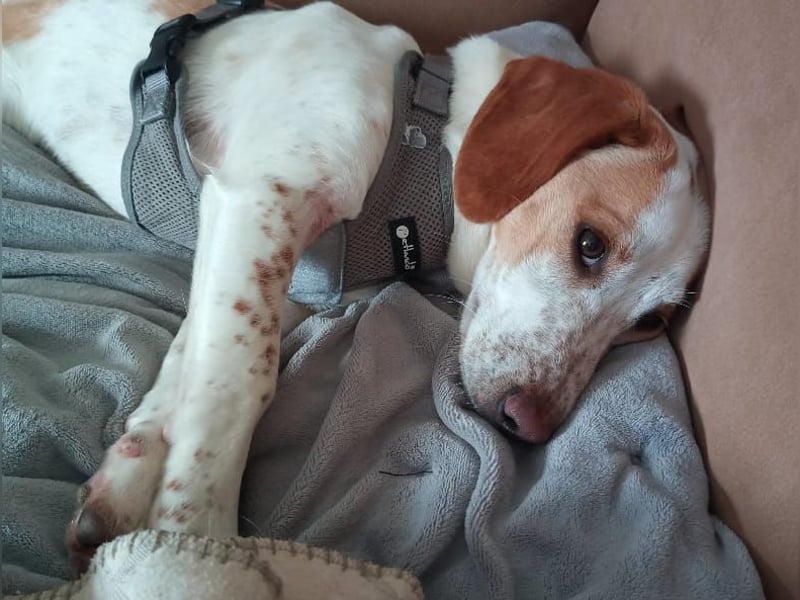 Pablo in 94107 Untergriesbach auf Pflegstelle