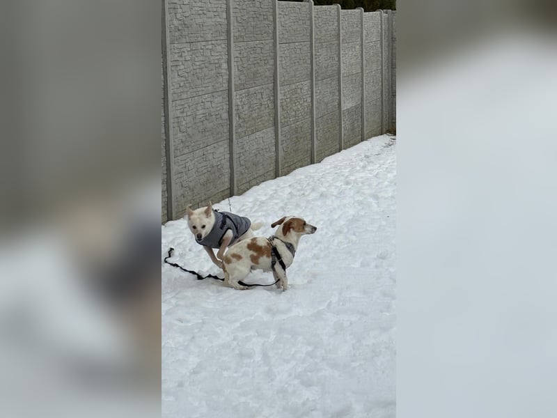 Pablo in 94107 Untergriesbach auf Pflegstelle