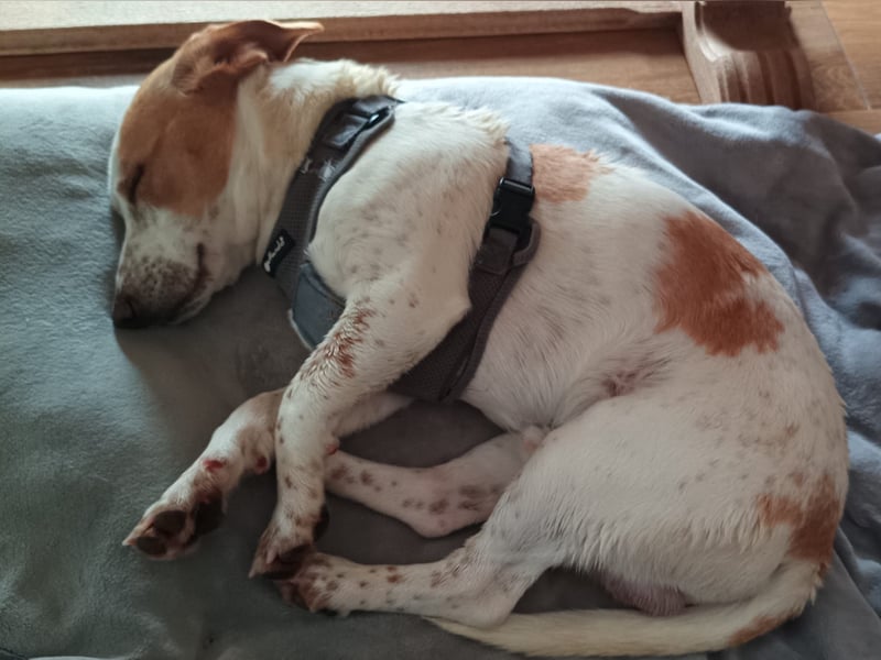 Pablo in 94107 Untergriesbach auf Pflegstelle