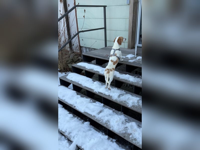 Pablo in 94107 Untergriesbach auf Pflegstelle