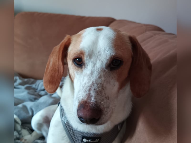 Pablo in 94107 Untergriesbach auf Pflegstelle