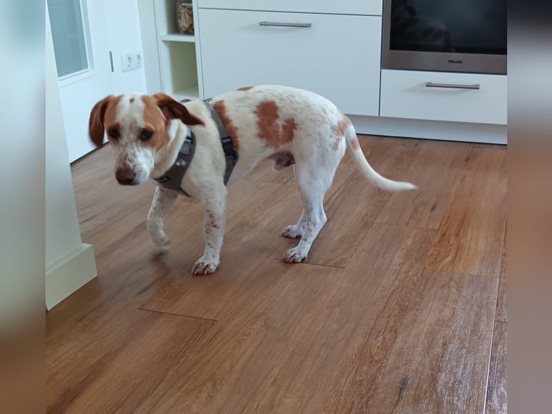 Pablo in 94107 Untergriesbach auf Pflegstelle