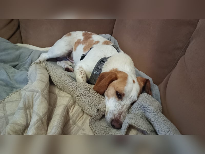 Pablo in 94107 Untergriesbach auf Pflegstelle