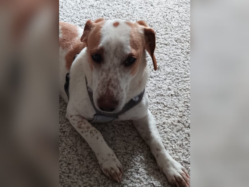 Pablo in 94107 Untergriesbach auf Pflegstelle