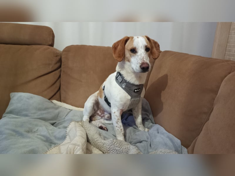 Pablo in 94107 Untergriesbach auf Pflegstelle