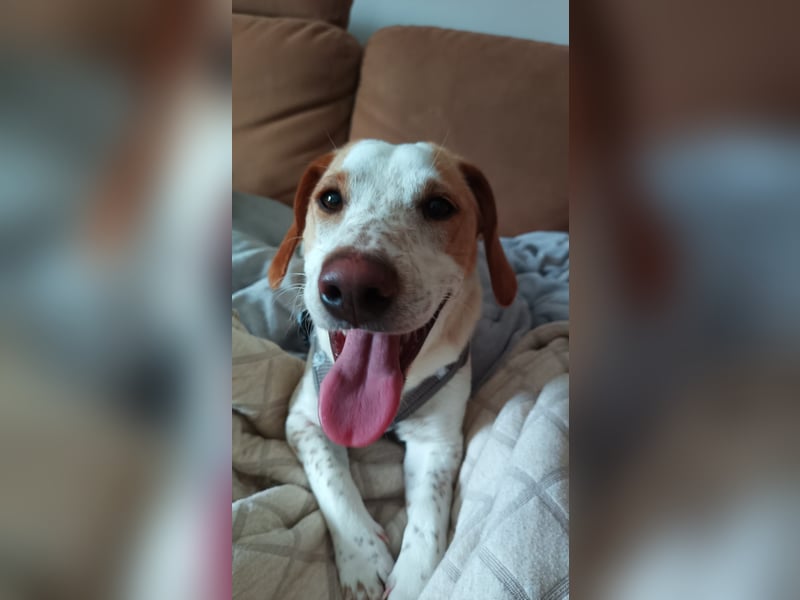 Pablo in 94107 Untergriesbach auf Pflegstelle