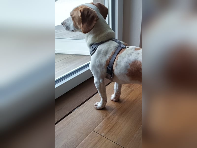 Pablo in 94107 Untergriesbach auf Pflegstelle