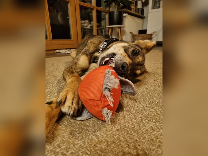 Verspielter, zierlicher Whippet ähnl. Familienhund, 2,5J., gepflegt, stubenrein, kastriert