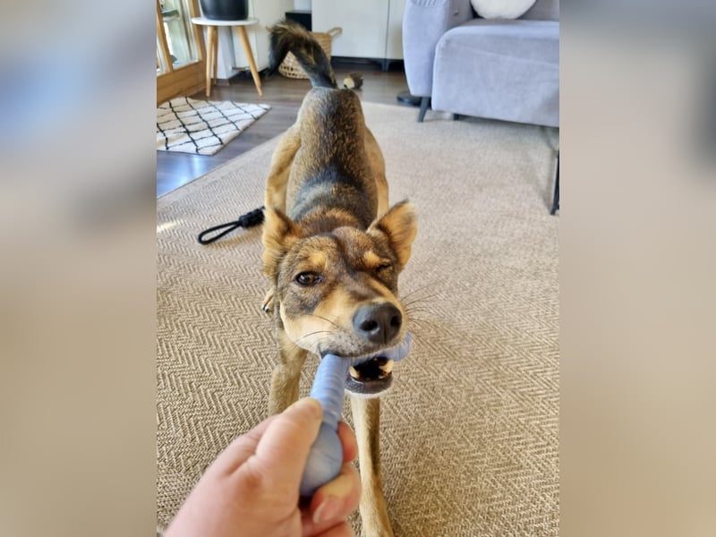 Verspielter, zierlicher Whippet ähnl. Familienhund, 2,5J., gepflegt, stubenrein, kastriert