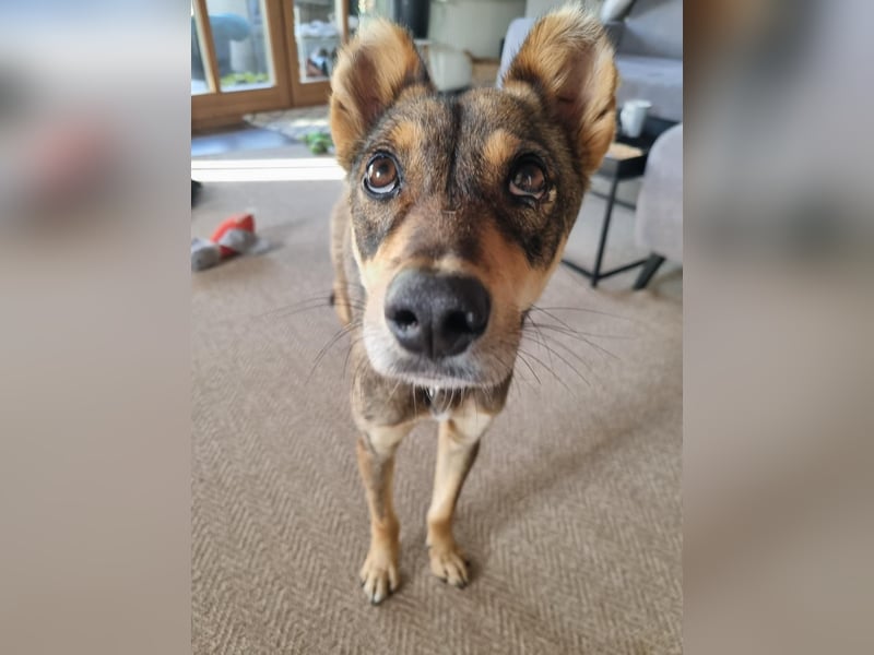 Verspielter, zierlicher Whippet ähnl. Familienhund, 2,5J., gepflegt, stubenrein, kastriert
