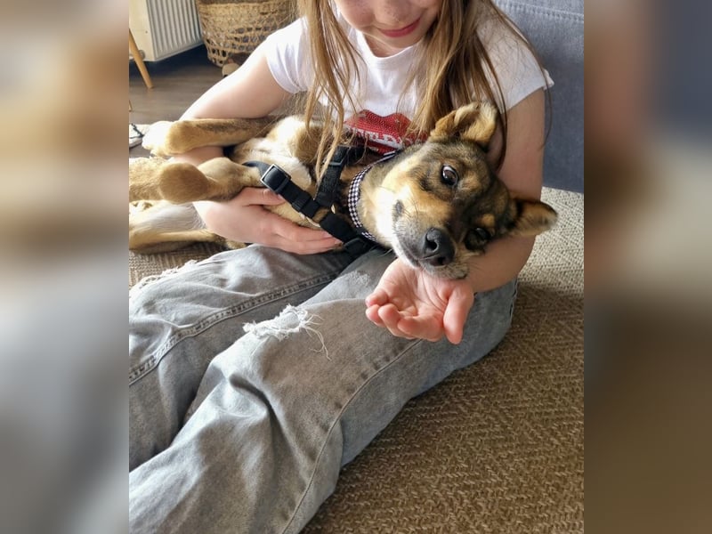 Verspielter, zierlicher Whippet ähnl. Familienhund, 2,5J., gepflegt, stubenrein, kastriert