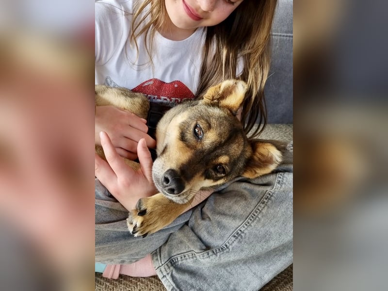 Verspielter, zierlicher Whippet ähnl. Familienhund, 2,5J., gepflegt, stubenrein, kastriert