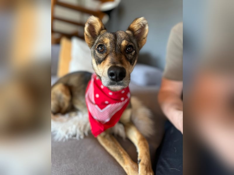 Verspielter, zierlicher Whippet ähnl. Familienhund, 2,5J., gepflegt, stubenrein, kastriert