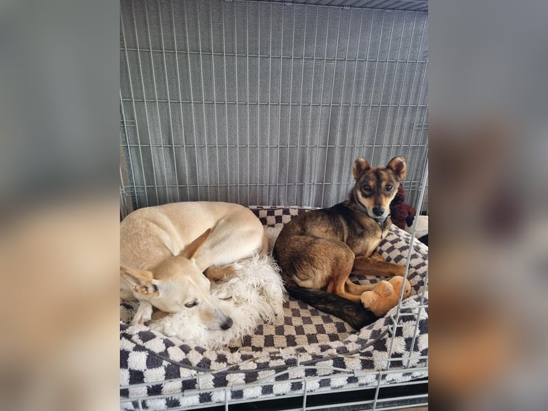 Verspielter, zierlicher Whippet ähnl. Familienhund, 2,5J., gepflegt, stubenrein, kastriert