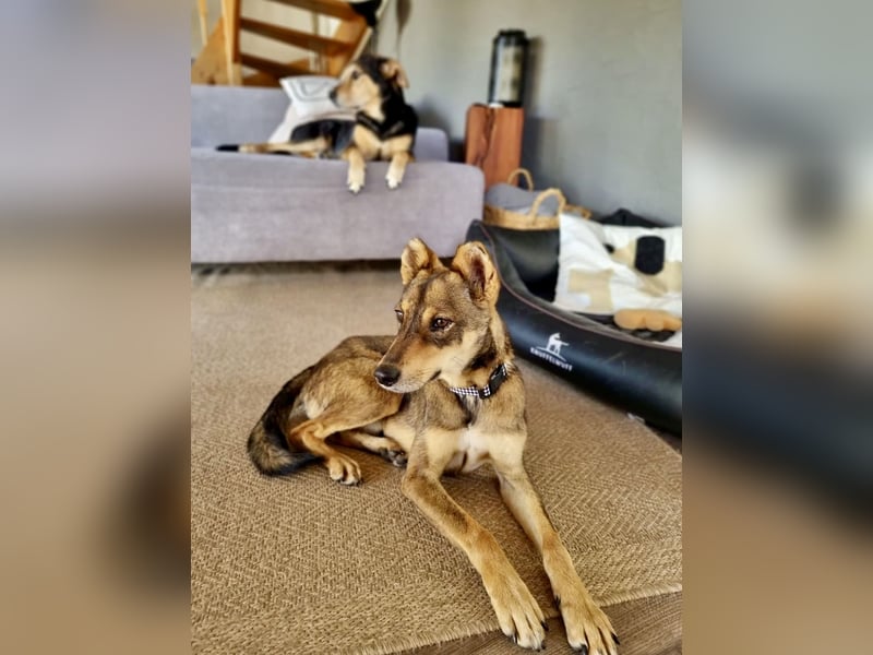 Verspielter, zierlicher Whippet ähnl. Familienhund, 2,5J., gepflegt, stubenrein, kastriert