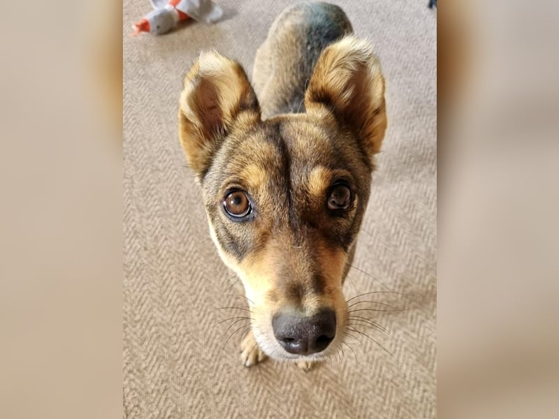 Verspielter, zierlicher Whippet ähnl. Familienhund, 2,5J., gepflegt, stubenrein, kastriert