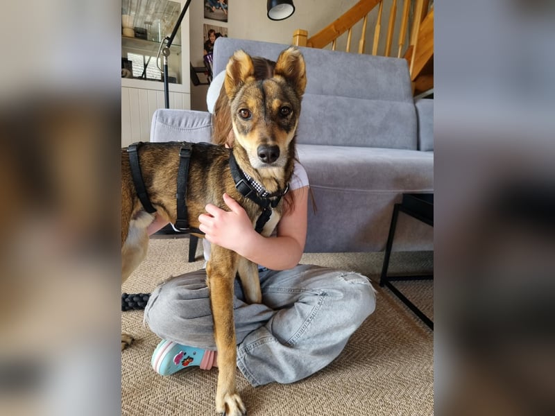 Verspielter, zierlicher Whippet ähnl. Familienhund, 2,5J., gepflegt, stubenrein, kastriert
