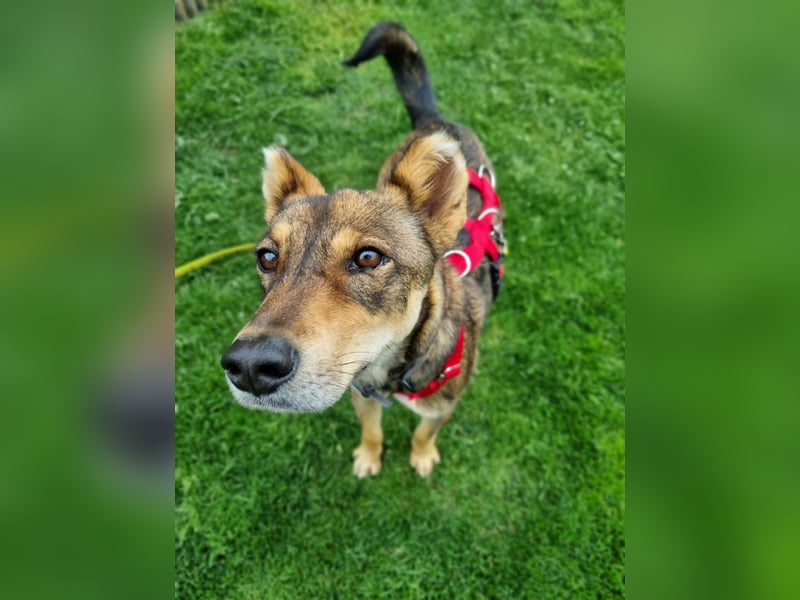Verspielter, zierlicher Whippet ähnl. Familienhund, 2,5J., gepflegt, stubenrein, kastriert
