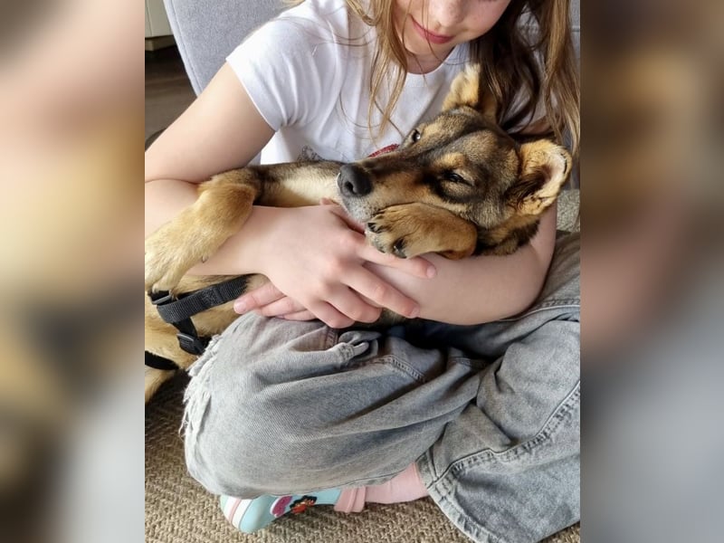 Verspielter, zierlicher Whippet ähnl. Familienhund, 2,5J., gepflegt, stubenrein, kastriert