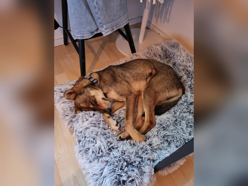 Verspielter, zierlicher Whippet ähnl. Familienhund, 2,5J., gepflegt, stubenrein, kastriert