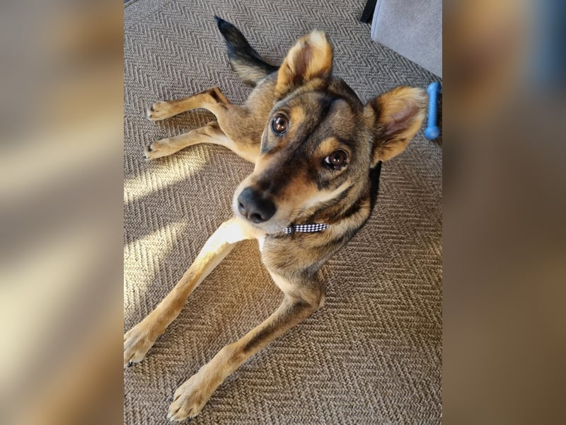 Verspielter, zierlicher Whippet ähnl. Familienhund, 2,5J., gepflegt, stubenrein, kastriert