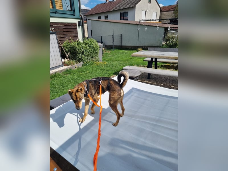 Verspielter, zierlicher Whippet ähnl. Familienhund, 2,5J., gepflegt, stubenrein, kastriert