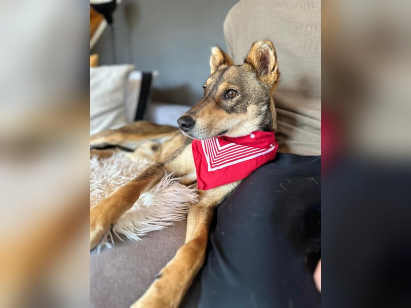 Verspielter, zierlicher Whippet ähnl. Familienhund, 2,5J., gepflegt, stubenrein, kastriert