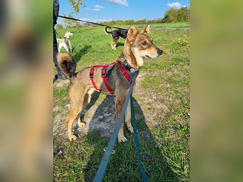 Verspielter, zierlicher Whippet ähnl. Familienhund, 2,5J., gepflegt, stubenrein, kastriert