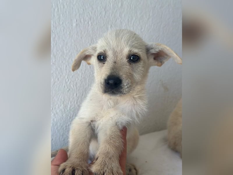 Fips, geb. ca. 03/2026, lebt in GRIECHENLAND, im städt. Tierheim Serres