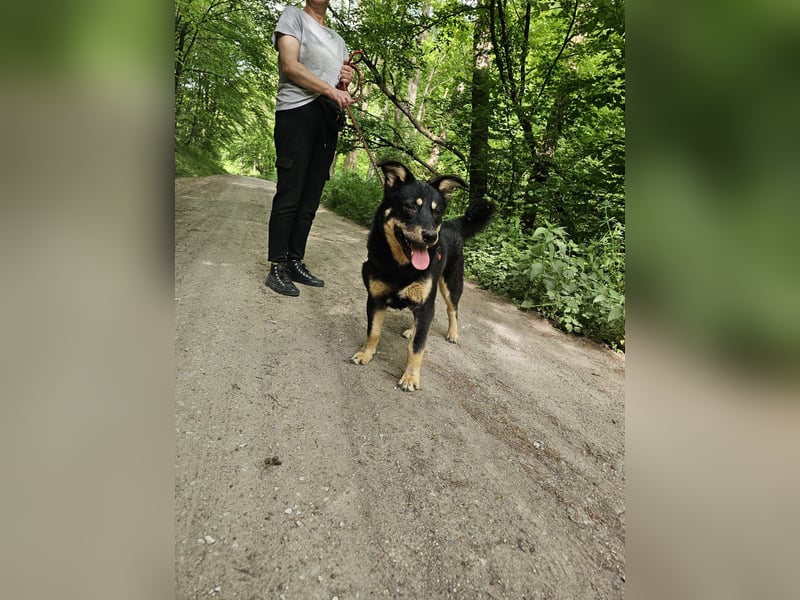 Hier kommt Kurt...Kurt 45 cm,16 kg, Kastriert