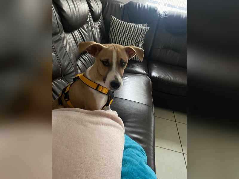 Paolo: unkomplizierter Anfängerhund