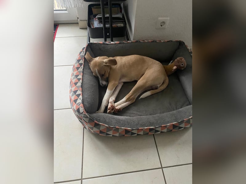 Paolo: unkomplizierter Anfängerhund