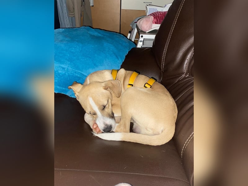 Paolo: unkomplizierter Anfängerhund