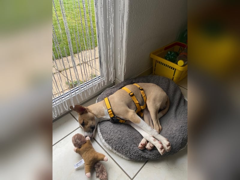 Paolo: unkomplizierter Anfängerhund