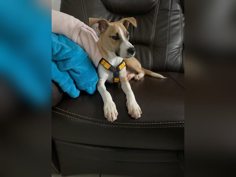 Paolo: unkomplizierter Anfängerhund