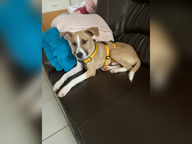 Paolo: unkomplizierter Anfängerhund