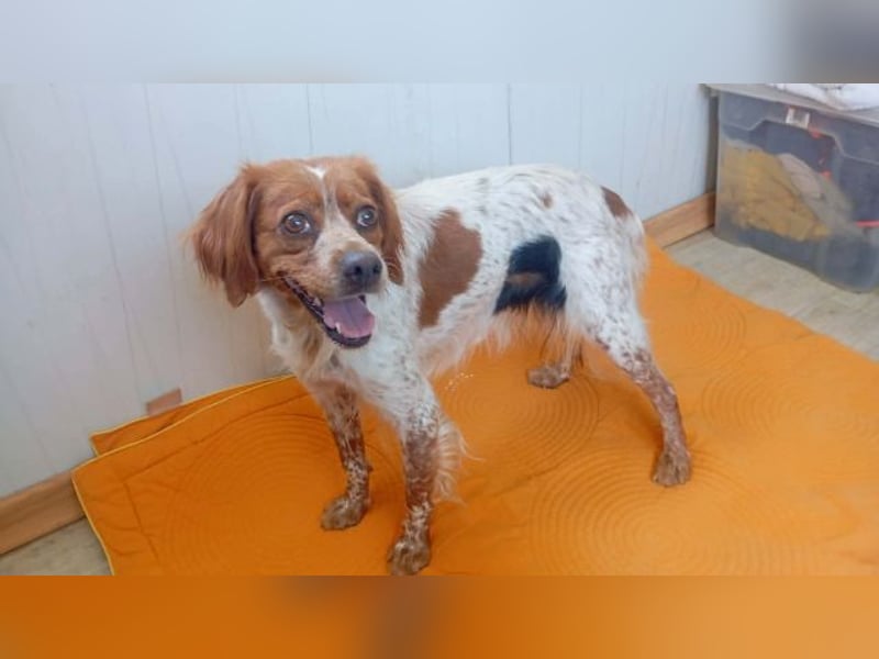 Odessa, sanfte verträgliche Hündin, ca. 3 Jahre, ca. 41 cm, ca. 9 kg *bald in 85604 Zorneding*