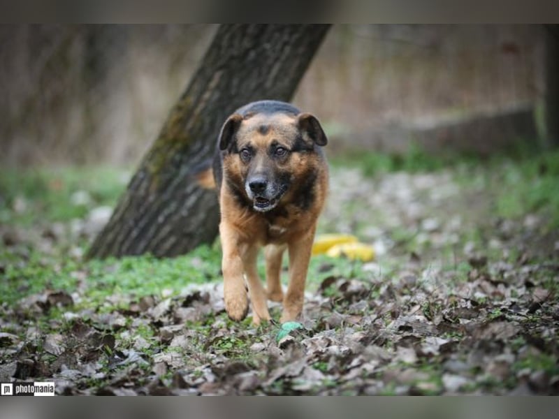 Oldie, verschmuster Hundeopi, ca. 10 Jahre, ca. 50 cm, ca. 26 kg