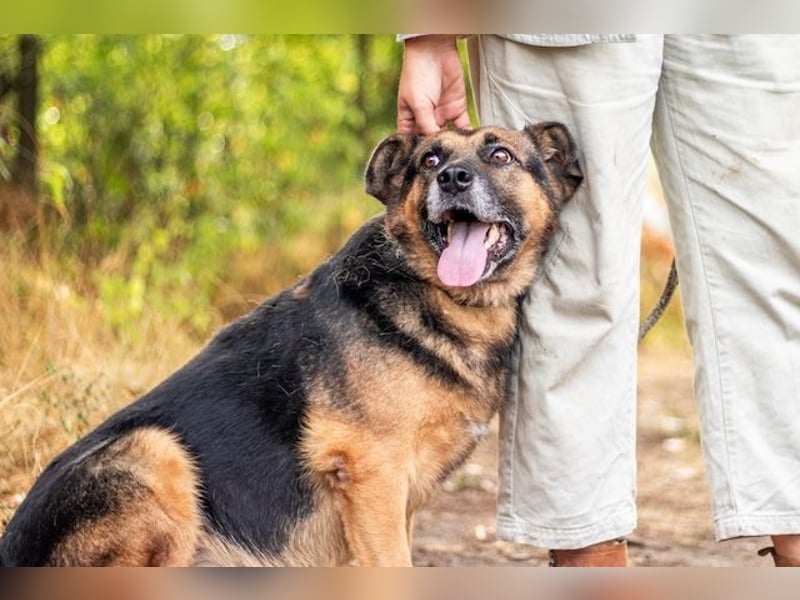 Oldie, verschmuster Hundeopi, ca. 10 Jahre, ca. 50 cm, ca. 26 kg